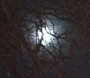 Moonlight through the trees on Saturday night